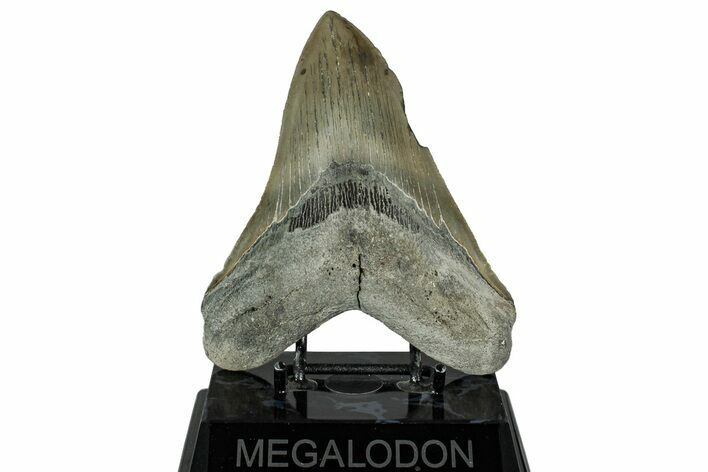 Serrated, Fossil Megalodon Tooth - North Carolina #328435